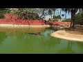 Hippopotamus ! Vizag zoo ! Andhra Pradesh ! Incredible India