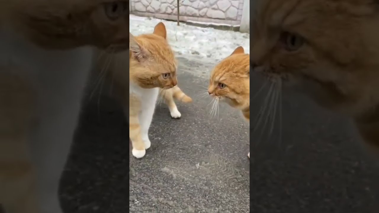 Ces Deux Chats Sont En Pleine Discussion Shorts Funnycat Cute Cat Cats Fun Chat