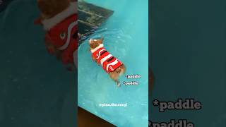 Corgi lifeguard on duty
