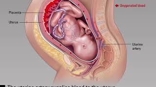 Blood Flow to Uterus