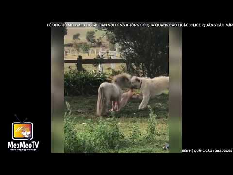 Cute And Funny horses Compilation 2018 #1 - Try not to laugh - MeowTV