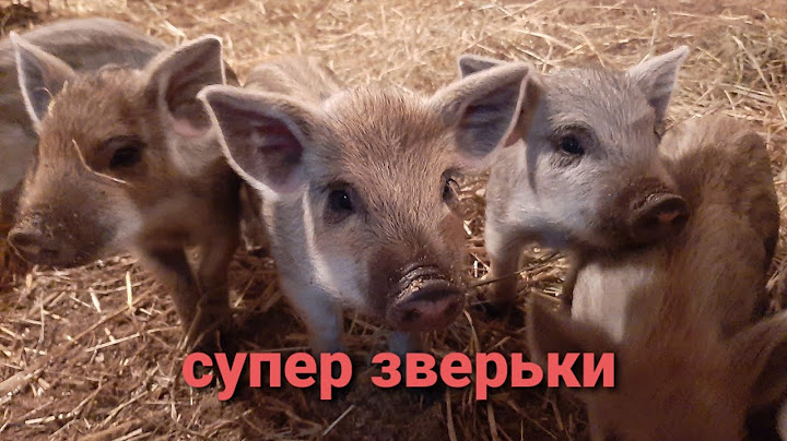 КАБАН ДИКИЙ, А ПОРОСЯТА РУЧНЫЕ