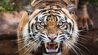 Tiger Queen Brutally Attacked By Tiger 18 Times | Human Prey