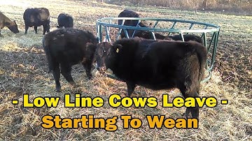 Starting To Wean Calves / Low Line Cow Leave Farm