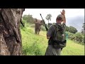 Safari guide stopping a charging elephant with his hand