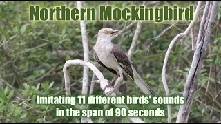 Northern Mockingbird imitating 11 different birds' sounds in the span of 90 seconds! 🎶🎶🎶