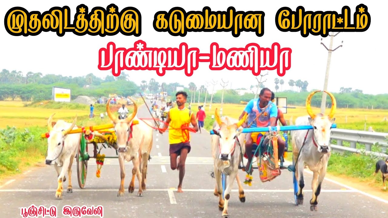 2 இராமநாதபுரம் மாவட்டம் இருவேலி பூஞ்சிட்டு பந்தயம் 13-01-2026