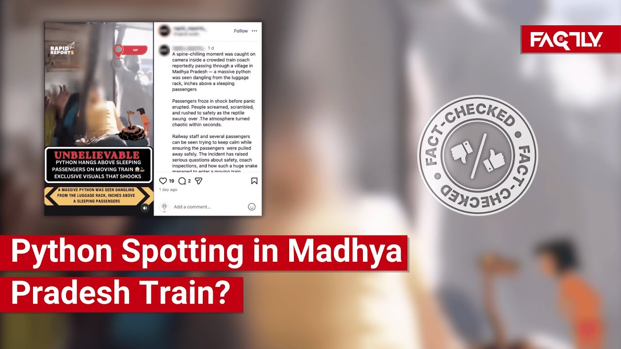 FACT CHECK: Does Viral Video Show Real Incident of Python Spotting in ...