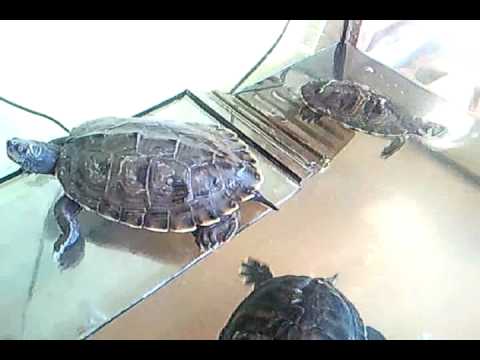 Video: Poslikana želva - Pasma Plazilcev Chrysemys Picta, Hipoalergena, življenjska Doba In Zdravje