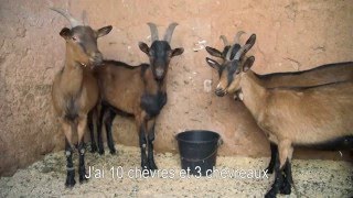 Fromages de chèvre - Ouarzazate