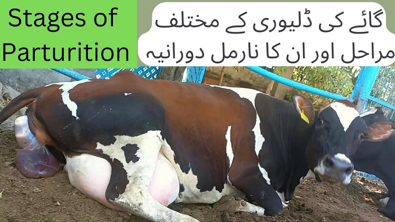 Calving Procedure In Cow Ll Cow Giving Birth To A Calf Ll Cow Delivery calving-procedure-in-cow-ll-cow-giving-birth-to-a-calf-ll-cow-delivery
