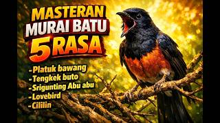 MASTERAN MURAI BATU 5 RASA — Full Tembakan,Platuk Bawang,Tengkek Buto, Srigunting, Cililin, Lovebird