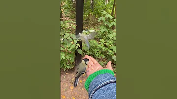 Большие синицы и лазоревки едят с рук