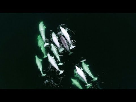 Video: Narwhal Adoptat De Balenele Prietene Beluga Din Quebec