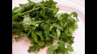 Cilantro 101-Nutrition and Health Benefits