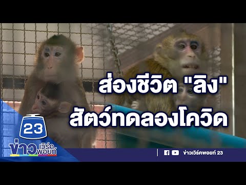 ส่องความเป็นอยู่ ลิง สัตว์ทดลองศูนย์วิจัยไพรเมทฯ l ข่าวเวิร์คพอยท์ l 21 ก.ค.63