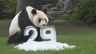 パンダの永明、29歳に 和歌山、アドベンチャーワールド