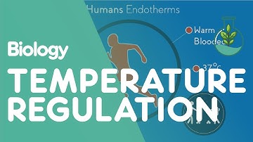 Temperature Regulation Of The Human Body | Physiology | Biology | FuseSchool