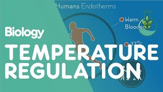Temperature Regulation in Animals - Biology Online Tutorial