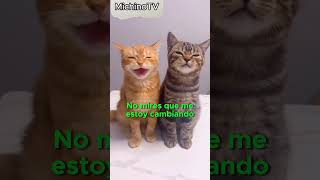 🚦Qué Le Dice Un Semáforo A Otro 😹😹😹 #Gatos #Cat #Humor