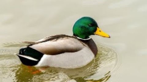 Fallacies of Weak Induction