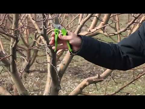 Video: Կարո՞ղ է թեփն օգտագործել որպես ցանքածածկ պտղատու ծառերի տակ: