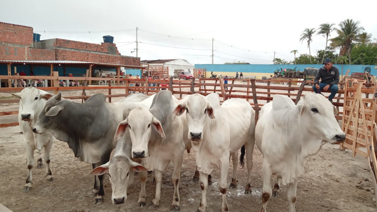FEIRA DO GADO EM LAJEDO-PE GARROTADA EXTRA E MUITO GADO NA FEIRA 