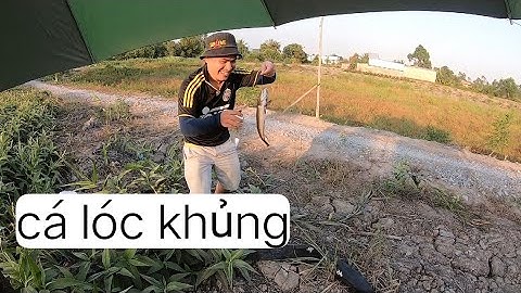 Trở Lai Nhánh Sông Câu Cá Thác Lác Nhưng Đụng Hàng Lóc Khủng
