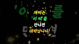 개띠 최고의 궁합띠는?