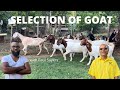 SELECTION OF GOAT WITH TOP BREEDER ||  A SUPRISE TO PAUL SAYERS ON HIS FARM