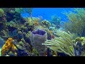 Cozumel diving in a coral wonderland 4k  a underwater 3d channel film