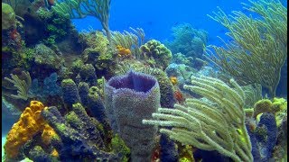Cozumel Diving In A Coral Wonderland (4K) - A Underwater 3D Channel Film