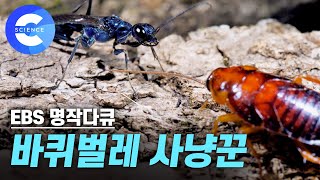 바퀴벌레만 노려서 사냥하는 보석같은 '벌'