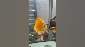 Cá đĩa bồ câu vàng về bể