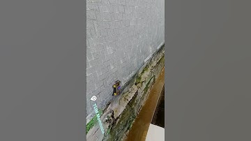 Wall Climbing Robot