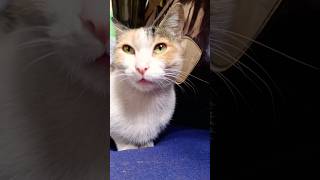 #cat #animallovers #studywithmeandmycat #catlovers