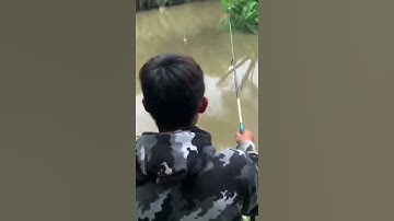 CÂU CÁ MÈ DÃNH BẰNG LĂN XÊ || SÔNG TRÀ VINH || MỒI CÂU CÁM TỔNG HỢP