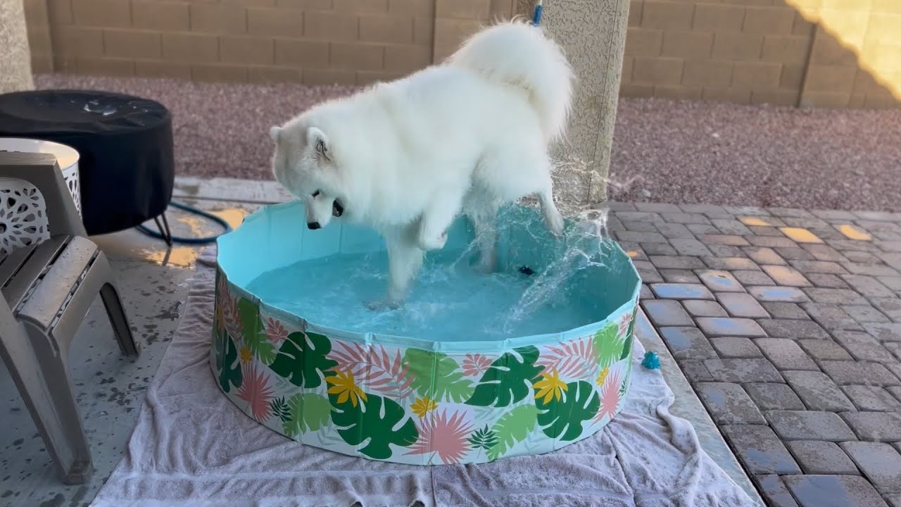 Samoyed's pooltime full of yelling & digging