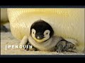 How Penguin lives | Beautiful Mammals | Wild Life | Beating planet