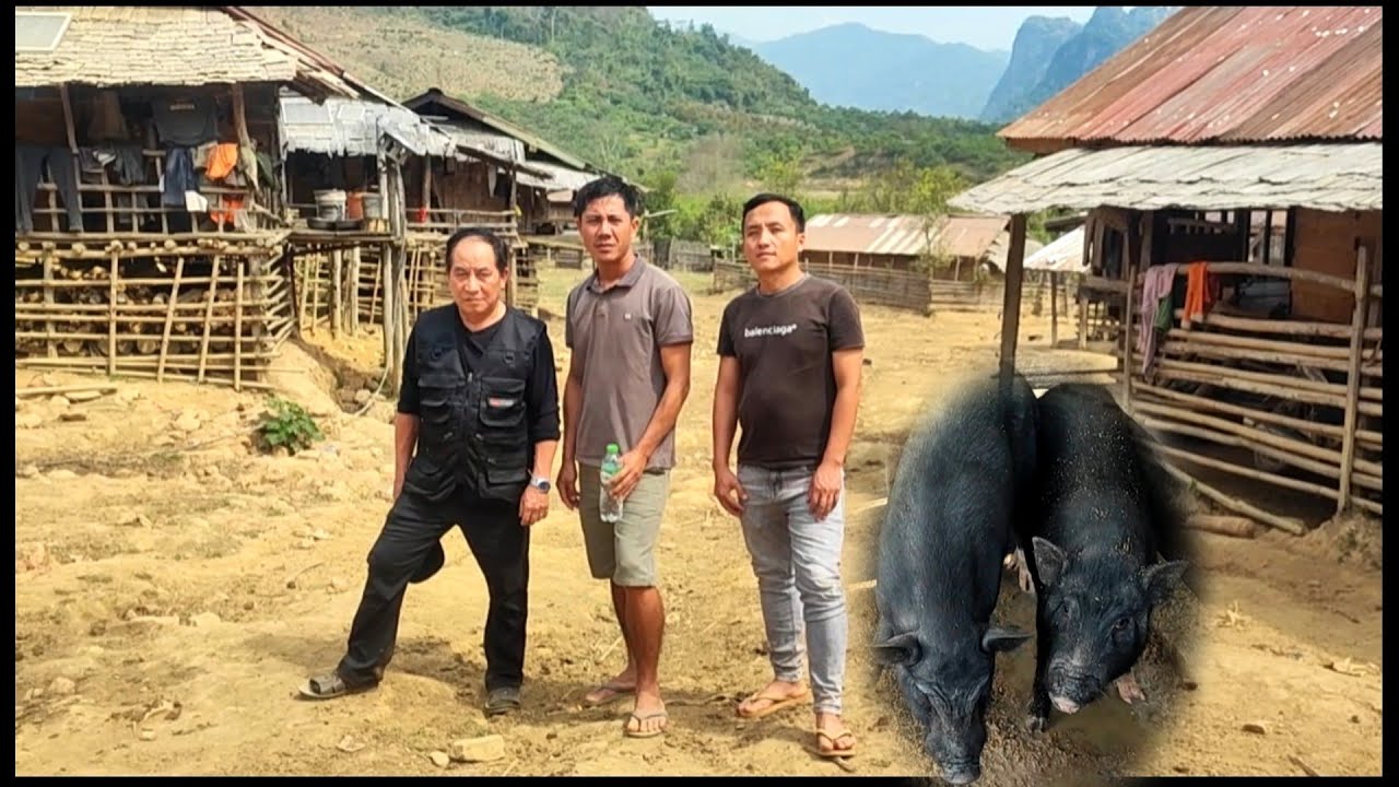 yawg tsab kim peb mus yos yuav npua nraum nplog xas nas.24/2/2026