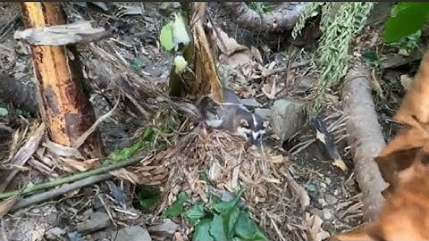 3ae gặp tổ ong bầu mật khủng. Kết hợp thăm bẫy dính em bạc má |Rừng núi Bắc Kạn