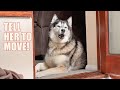 Husky Lodges A Complaint Against Me With The Boss!