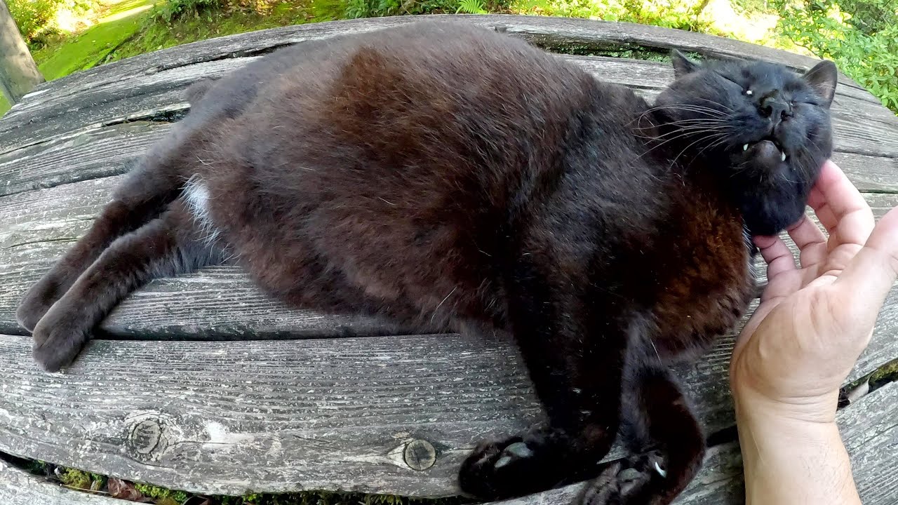 A bear-like black cat lies on a table and enjoys the sunset - YouTube