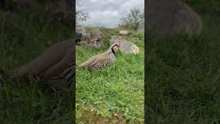 Keklik Sesi Efsane (Keklik Hengamesi) - الحجل طائر - куропатка - partridge Resimi