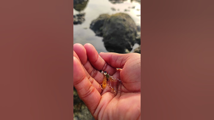 Releasing Little Prawns | Discovery | #shortfeed #shortvideo #prawns #youtubeindia