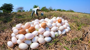 wow wow amazing! pick a lot of duck eggs at rice field by best hand a smart farmer, harvest eggs