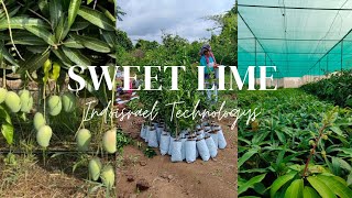 Ultra-high density sweet lime Plantation @nagpur karanja