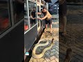 Monster king cobra ini harus pindah kandang