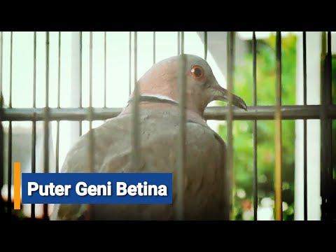 suara puter geni betina