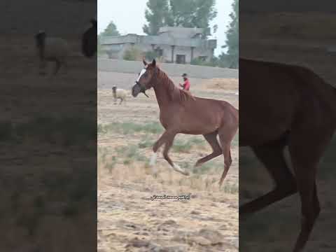 جوادي العربي الأصيل مياس